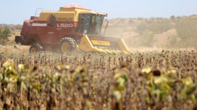 Trakya'da aşırı sıcaklık nedeniyle ayçiçeği hasadı son yıllarda erken başlıyor