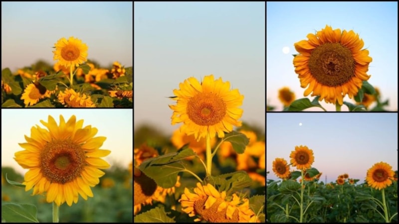 Uşak'ta ayçiçeği ekim alanı 5 yılda 4 kat arttı