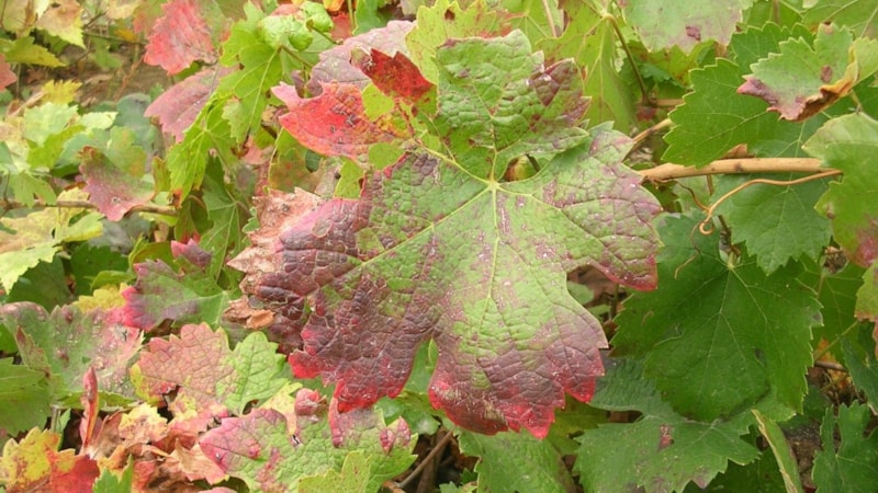 Ağaçları bitiren hastalık: Yüzde 30'u kuruyabilir...