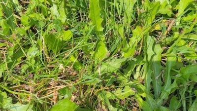 IQ testi: Yeşilliklere bakın, çekirgeyi yakalayın! Süper zeka olabilirsiniz...