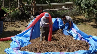 Ordu'da fındıkta patoz mesaisi başladı: Saatlik ücreti 4 bin 500 TL