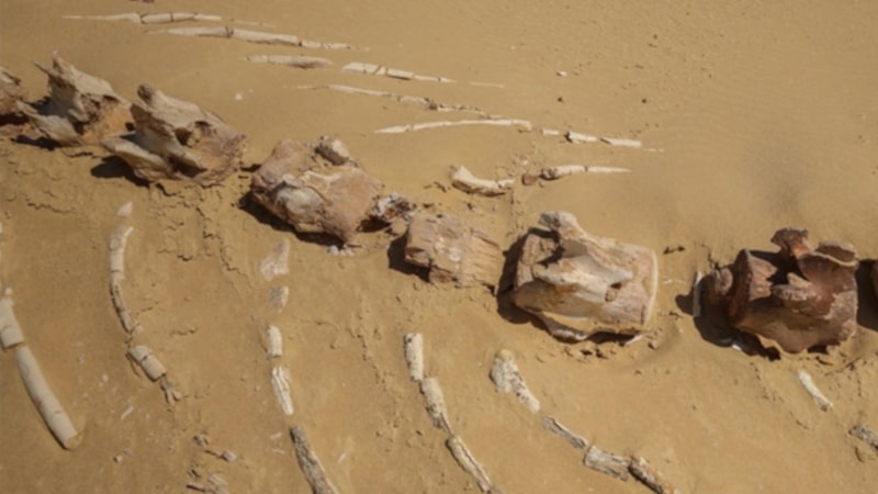 26 milyon yıllık keskin dişli balina türü Avustralya'da bulundu