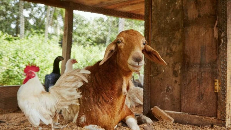 İnterneti kasıp kavuran illüzyon: Gizli meyveyi kimse bulamıyor...