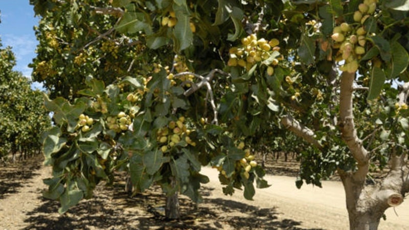 Kilosu 100 TL! Diyarbakır’da “yeşil altın” hasadı başladı