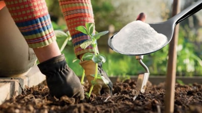 Sırrı kabartma tozuymuş! Bakın bahçeye kabartma tozu dökmek ne işe yarıyormuş