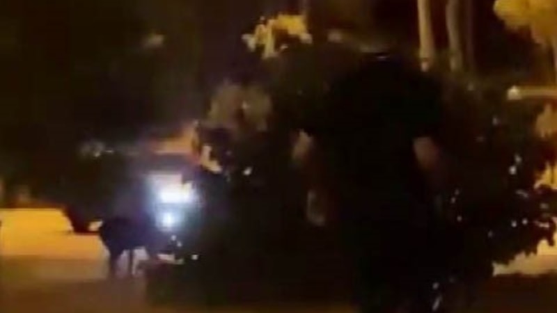 Adana'da Çukurova Üniversitesi'nde ilginç anlar: Okula giren domuzları havlayarak kovaladı