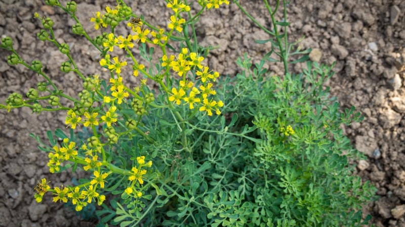 Tarih boyunca şifa kaynağı olarak kullanıldı: Sedef otunun faydaları