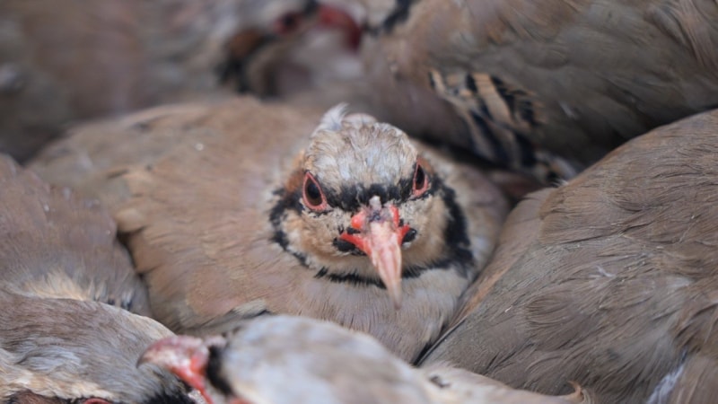 Veteriner Coşkun: Keklikler keneleri yok etmiyor, aksine taşıyor