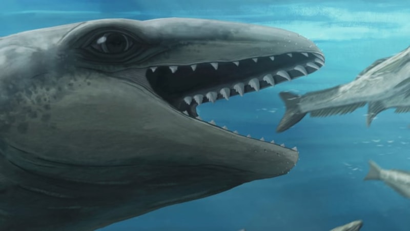 25 milyon yıllık fosilden yeni balina türü keşfedildi