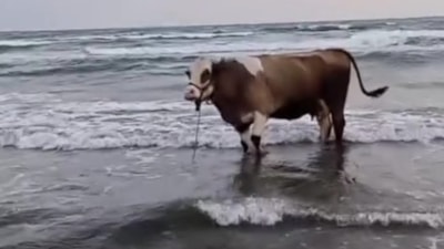 Hatay'da kavurucu sıcaktan bunalan inek soluğu denizde aldı