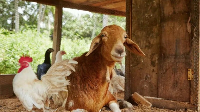 15 saniyelik zeka testi: Resimdeki gizli meyveyi bulun…