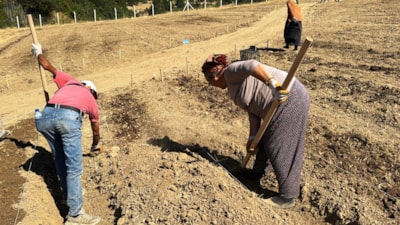 Dünyanın en pahalı baharatı safran soğanları toprakla buluşuyor
