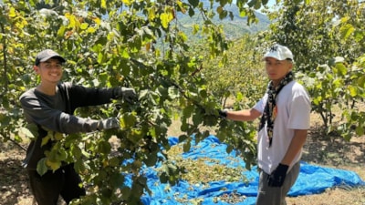 Zonguldak'ta fındık hasadı tırpan ücretleri rekor kırdı
