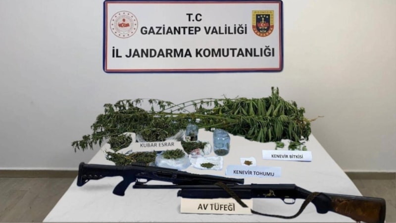 Gaziantep'te 428 kök kenevir ele geçirildi: 5 şahıs tutuklandı