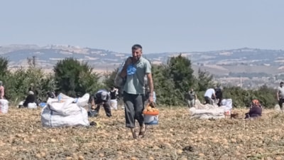 Bursa'da tarlasındaki patatesleri ücretsiz dağıttı