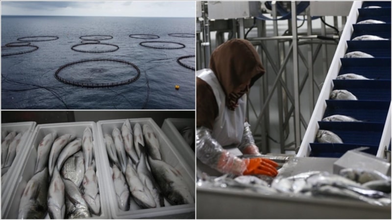 Hatay'dan Avrupa'ya balık ihracatı