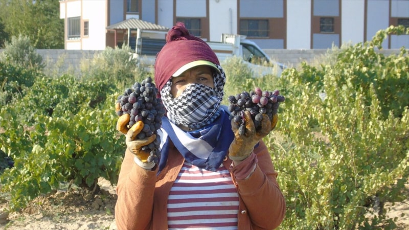 Gaziantep'te üzüm hasadı zamanı
