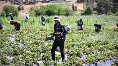 Kahramanmaraş'tan 50 ülkeye çilek ihracatı