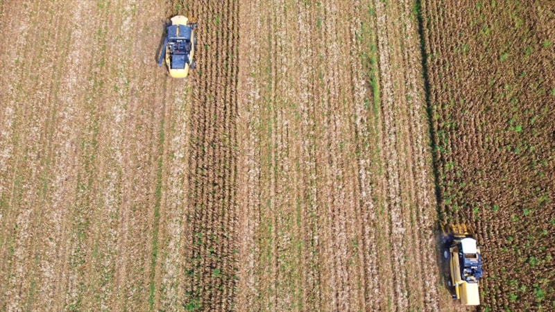 Osmaniye'de biçerdöverler mısır hasadı için tarlalara girdi