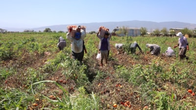 Aydın'da domates işçileri sıcaklarda saati 250 TL'ye ter döküyor