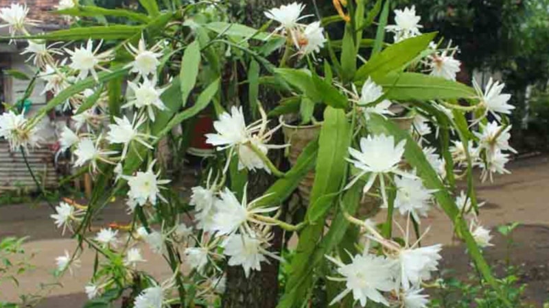 Sadece Karanlıkta Açıyor: Görene Uğur Getirdiği Söyleniyor