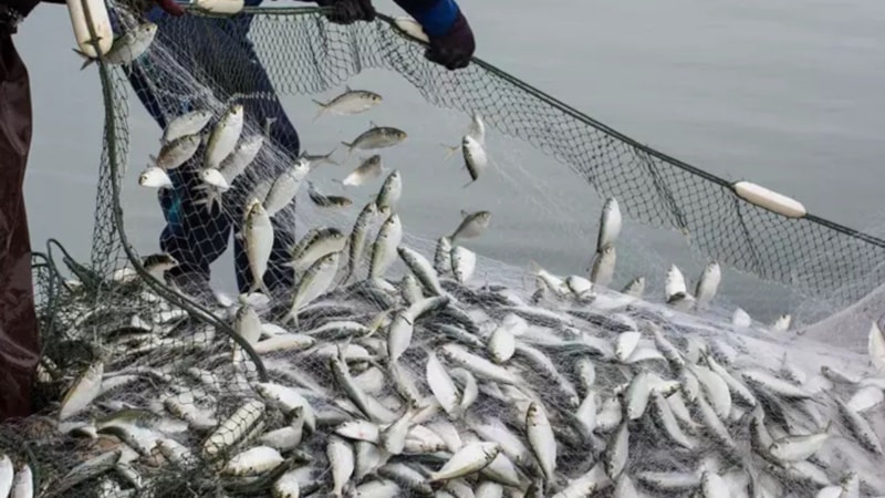 Balık sezonu ne zaman açılıyor? İşte 2025-2026 av takvimi