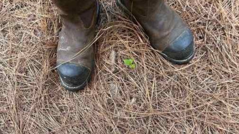 İllüzyonda gizli: Yılanı bulabilenden süper dedektif oluyor...