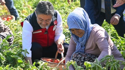 İbrahim Yumaklı hasada katıldı, üreticilerle domates topladı