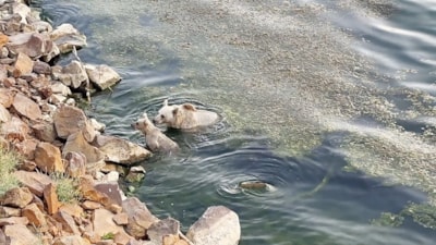 Nemrut Kalderası’nda ayılar hem yüzdü hem piknikçilere 'misafir' oldu