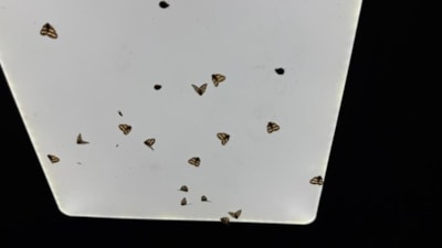 Rize’de 'vampir kelebek'ler evleri basıyor