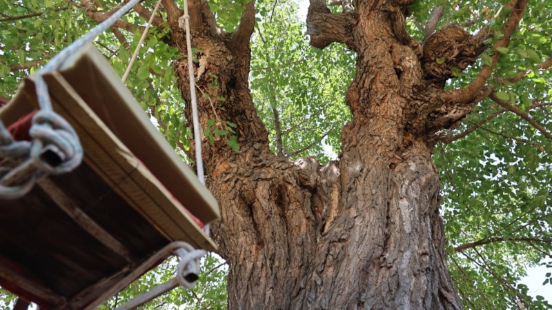 Elazığ'da 500 yıllık dut ağacı, köylüleri sosyalleştiriyor