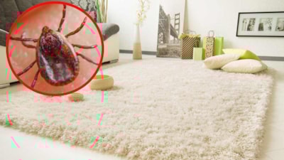 Evinizdeki bu noktalara dikkat! Keneler en çok oralarda gizleniyormuş
