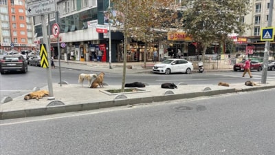 İstanbul Valiliği'nden sokak köpeği açıklaması: İvedilikle toplanmalı