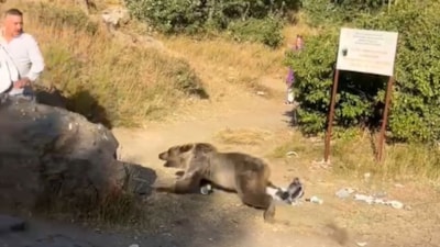 Bitlis'te kucağında bebekle ayı saldırısına uğradı