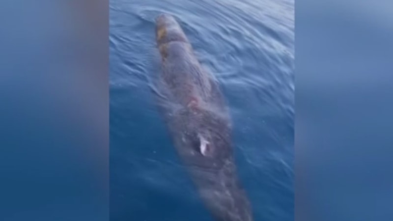 Antalya'da kayalıklara sıkışan balina yavrusu kurtarıldı