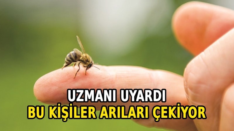Eşek arıları bu kişileri daha çok sokuyor: İşte sebebi