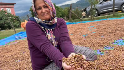 Ordu'da fındık üreticileri hasat sonrası kurutma mesaisinde
