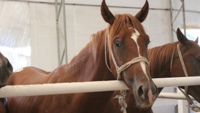 Bursa'da 58 tay 25 milyon liraya satıldı