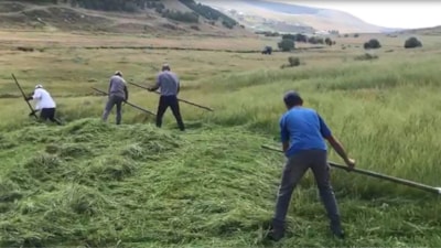 Ardahan'da çiftçilerin zorlu ot biçme mesaisi