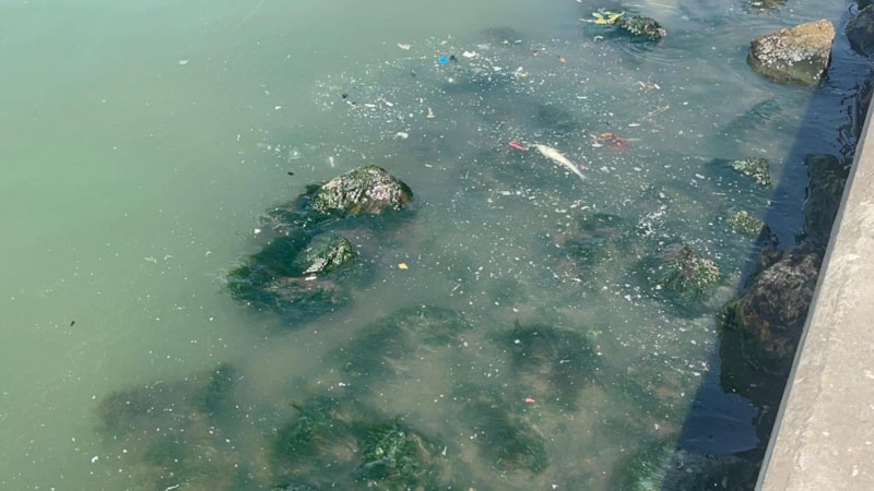 İzmir Körfezi'nde kötü kokuyla beraber balık ölümleri de yaşanıyor