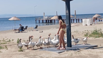 Balıkesir'de şartlı tahliye edilen kazlar tatilcilerin ilgi odağı oldu