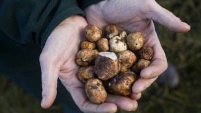 Eken köşeyi dönüyor! Yılda bir defa hasat veriyor, kilosu 3 bin TL’ye satılıyor