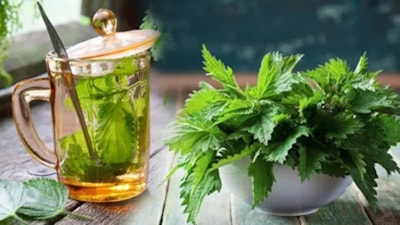 Isırgan otunun faydaları nelerdir? Neye iyi gelir?