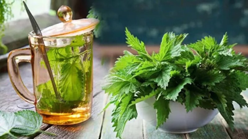 Isırgan otunun faydaları nelerdir? Neye iyi gelir?