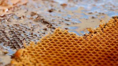 Her bölge bir başka lezzet sunuyor: Türkiye'nin en iyi bal üretilen şehirleri