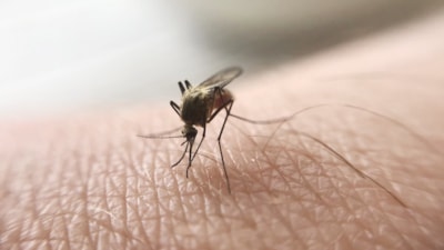 Sivrisinek ısırıklarını hafife almayın: Ölüm riski taşıyor