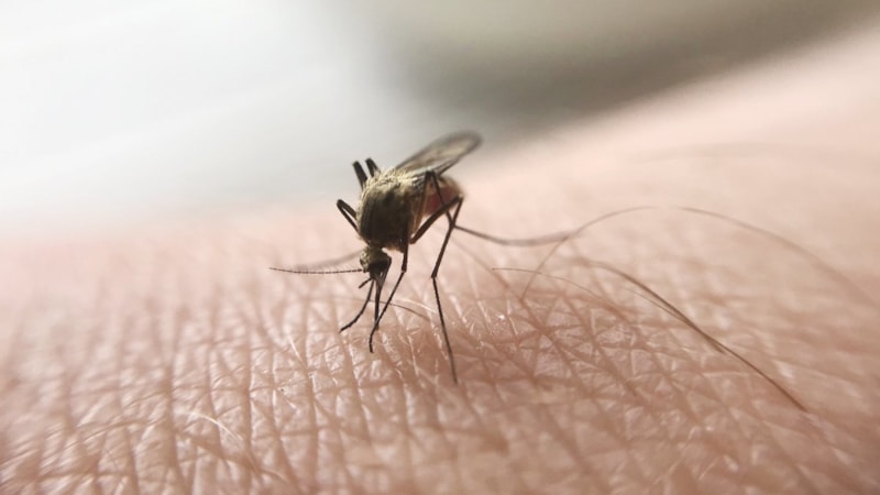 Sivrisinek ısırıklarını hafife almayın: Ölüm riski taşıyor
