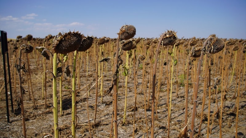 Edirne’de ayçiçeği denemeleri hasatla tamamlandı: Kuraklığa çözüm arayışı