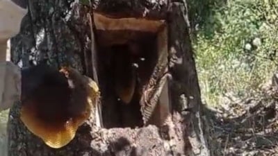 Elazığ'da iki kişi arıları takip ederek ağaç kavuğundan kilo kilo bal çıkardı