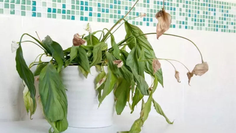 Çürüyen çiçek nasıl kurtarılır? Çiçeği canlandırmak için ne yapmalı?